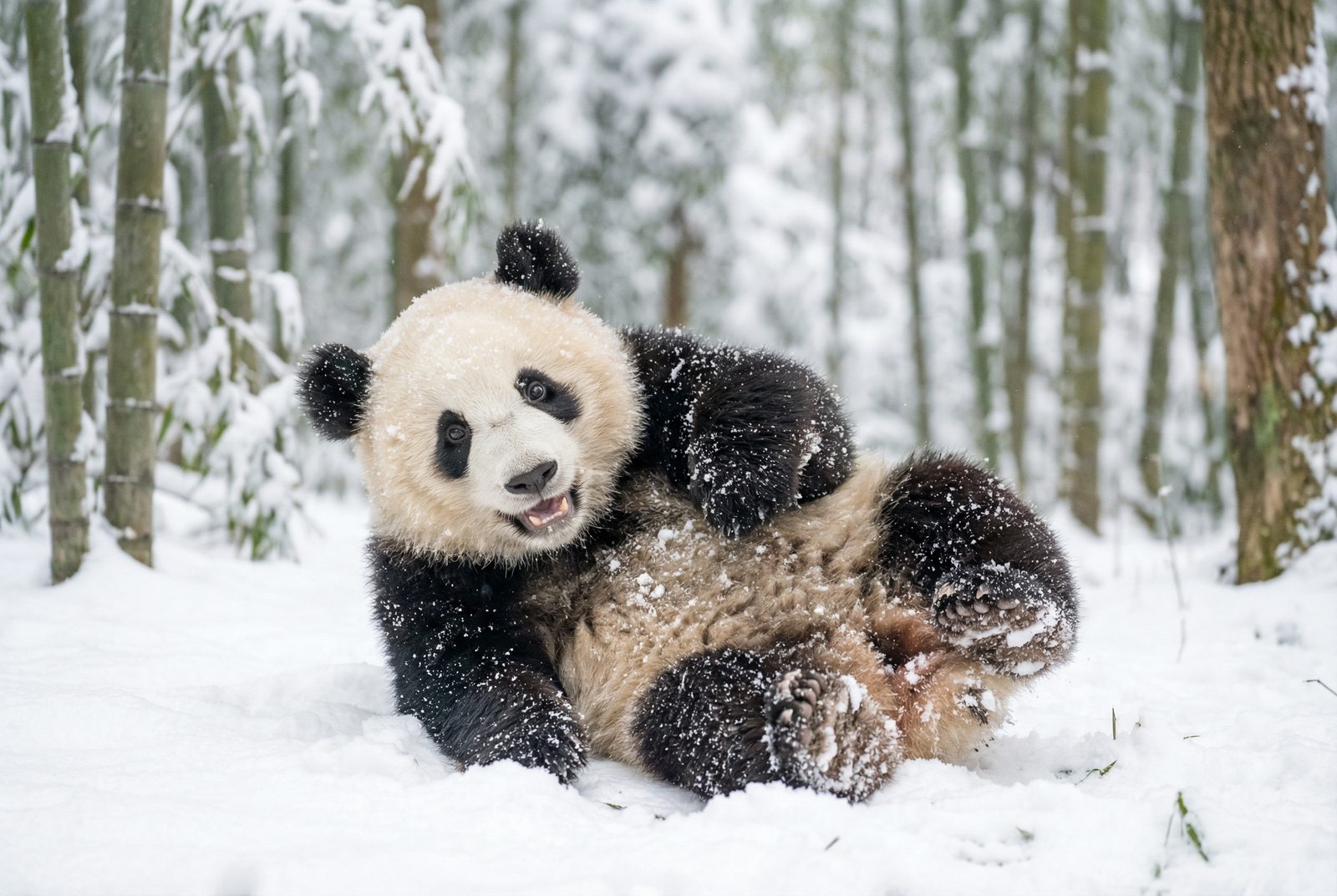 蜜芽熊猫雪地嬉戏视频