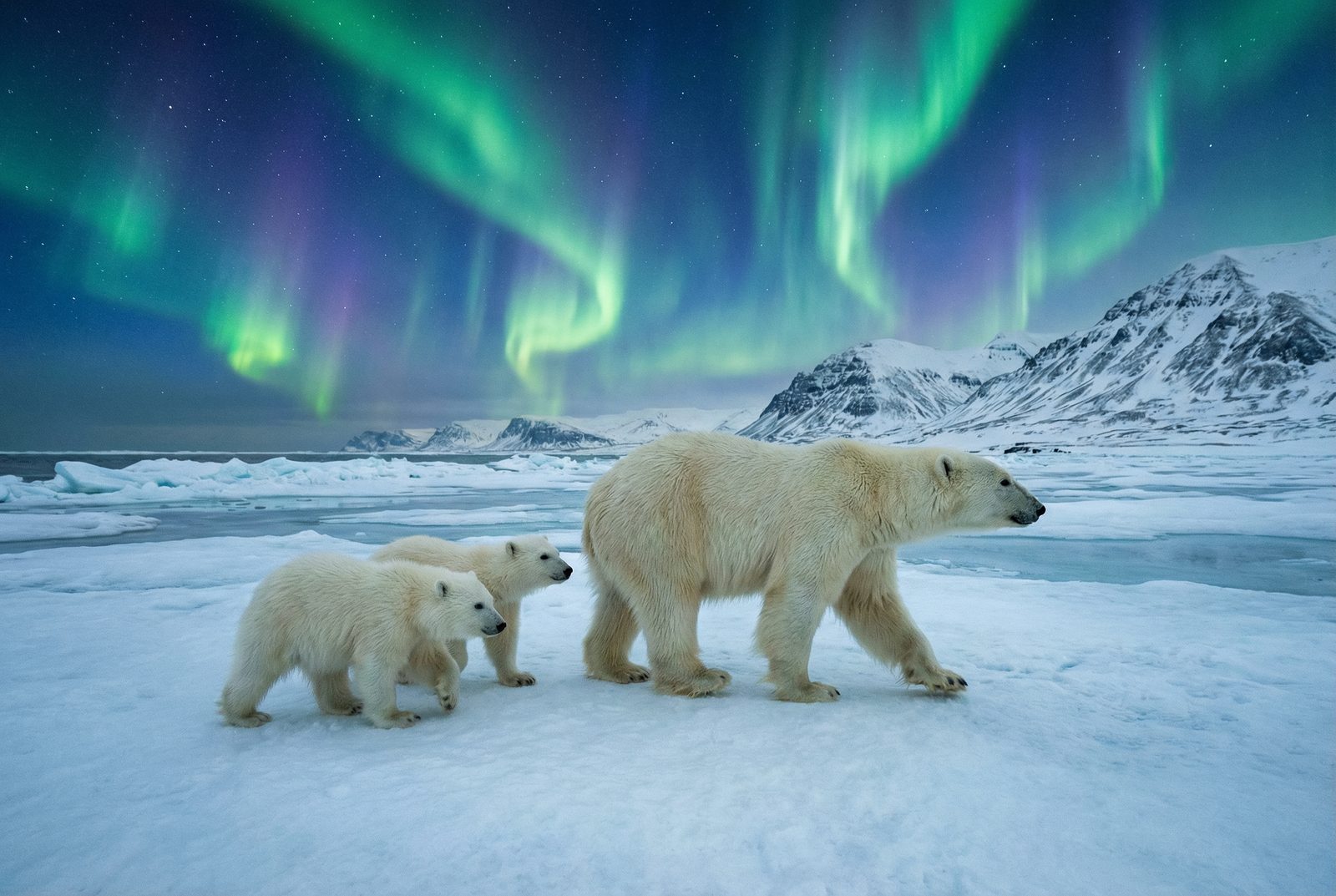 蜜芽北极熊极光视频